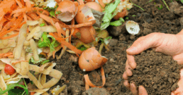 Image of left of food on top of soil