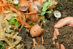 Image of left of food on top of soil